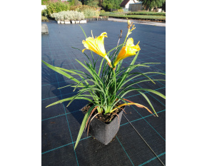 Hemerocallis ‘Stella d'Oro’