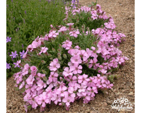 Saponaria x olivana
