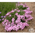 Saponaria x olivana