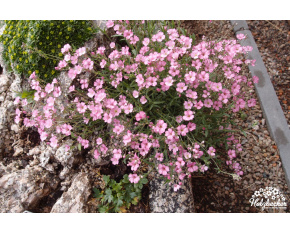 Gypsophila repens ‘Rosea’