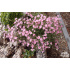 Gypsophila repens ‘Rosea’