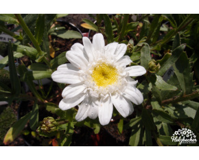 Leucanthemum ‘Esther Read’