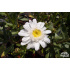 Leucanthemum ‘Esther Read’