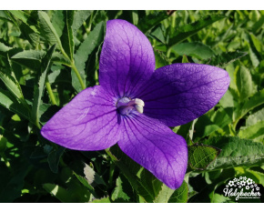 Platycodon grandiflorus ‘Fuji Blue’