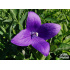 Platycodon grandiflorus ‘Fuji Blue’