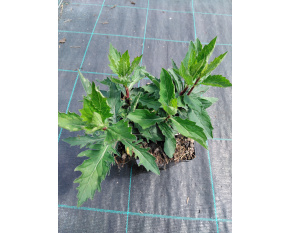 Aster ageratoides ‘Asran’