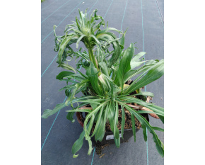 Scabiosa caucasica ‘Perfecta’