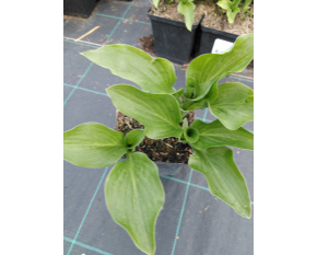 Hosta ‘Royal Standard’