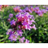 Verbena bonariensis