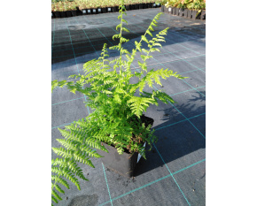 Athyrium filix-femina