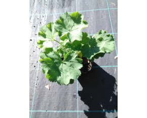 Alchemilla mollis ‘Irish Silk’