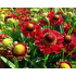 Helenium autumnale ‘Ranchera’