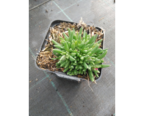 Delosperma cooperi ‘Jewel of Desert Garnet’