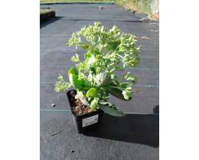Sedum ‘Herbstfreude’