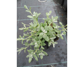 Cerastium tomentosum
