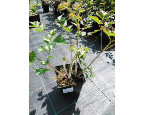 Astilbe chinensis ‘Purpurkerze’