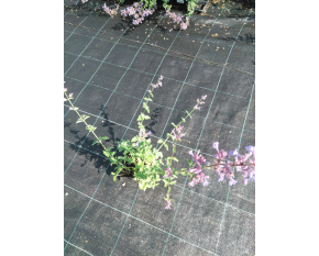 Nepeta racemosa ‘Blue Wonder’