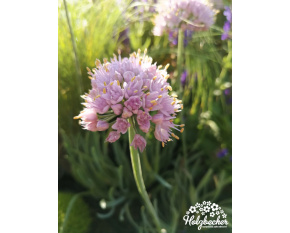 Allium senescens ‘Blue Eddy’