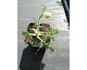 Pulsatilla albana ‘Lutea’