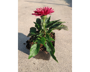 Echinacea ‘SunSeekers Fuchsia’