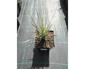 Calamagrostis x acutiflora ‘Overdam’