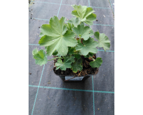Alchemilla mollis ‘Irish Silk’