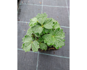 Potentilla megalantha