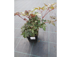Astilbe x arendsii ‘Fanal’