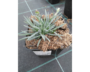 Dianthus plumarius ‘Angel of Virtue’