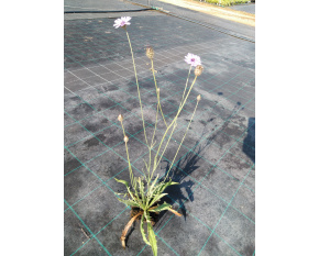 Catananche caerulea