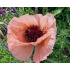 Papaver orientale ‘Princess Victoria Louise’