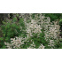 Aruncus aethusifolius