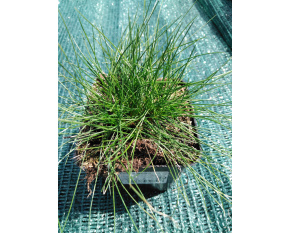 Festuca gautieri