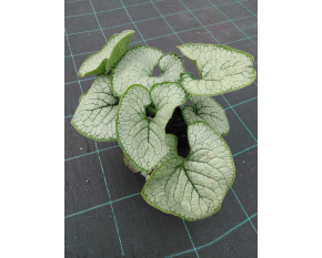 Brunnera macrophylla ‘Silver Heart’