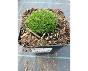 Sagina subulata ‘Rucos’