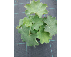 Alchemilla mollis ‘Irish Silk’