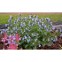 Pulmonaria angustifolia ‘Twinkle Toe’