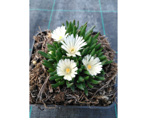 Delosperma basuticum ‘White Nugget’