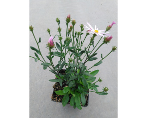 Aster pyrenaeus ‘Lutetia’