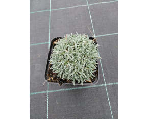Dianthus ‘Babí Lom’
