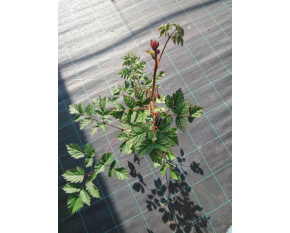 Astilbe chinensis ‘Purpurkerze’