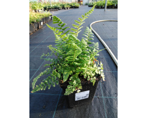 Dryopteris affinis