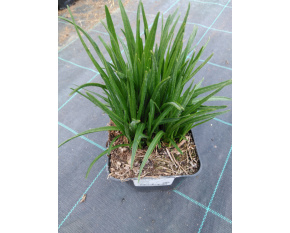 Liatris spicata 'Kobold'