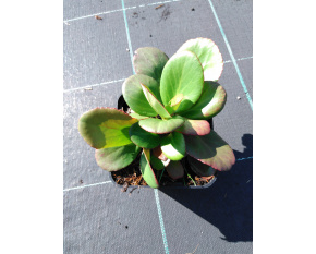 Bergenia cordifolia