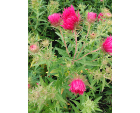 Aster novae-angliae ‘Andenken an Alma Pötschke’