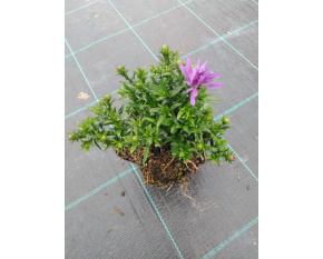 Aster dumosus ‘Augenweide’