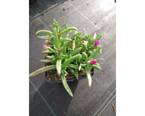 Delosperma ‘Wheels Of Wonder Purple’