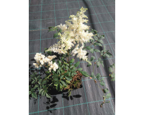 Astilbe x arendsii ‘Brautschleier’