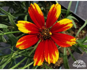 Coreopsis ‘Ladybird’