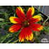 Coreopsis ‘Ladybird’